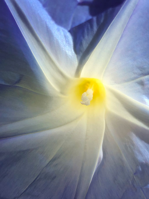 Morning Glory